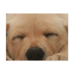 Sleeping Golden Retriever Postcard