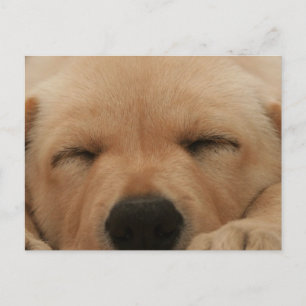 Sleeping Golden Retriever Postcard