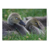 Sleeping goslings card (Front Horizontal)