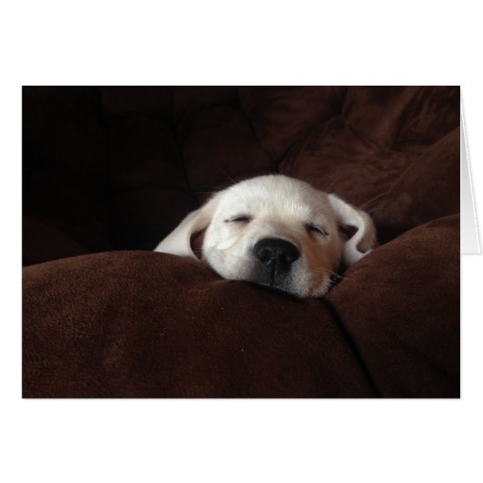 Sleeping Gracie Cards (Front Horizontal)