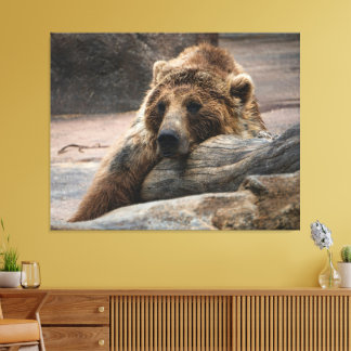 Sleeping Grizzly Bear stretched Canvas Print