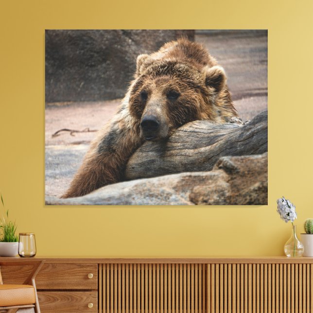 Sleeping Grizzly Bear stretched Canvas Print (Insitu(LivingRoom))
