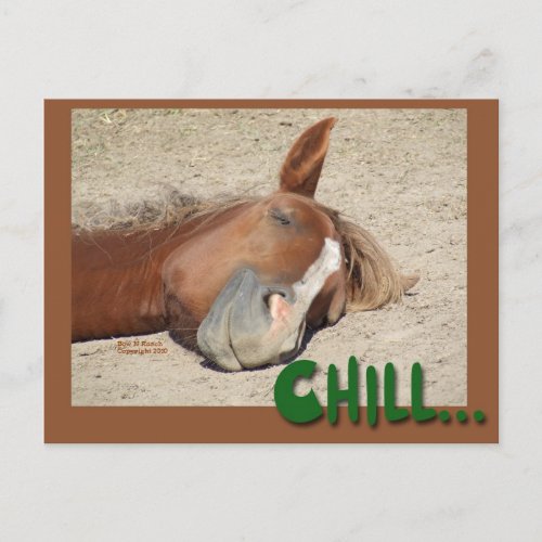Sleeping  Horse Smile Chill Postcard