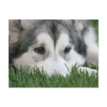 Sleeping Husky Postcard