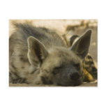 Sleeping Hyena  Postcard
