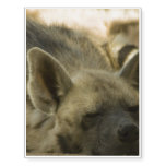 Sleeping Hyena Temporary Tattoos