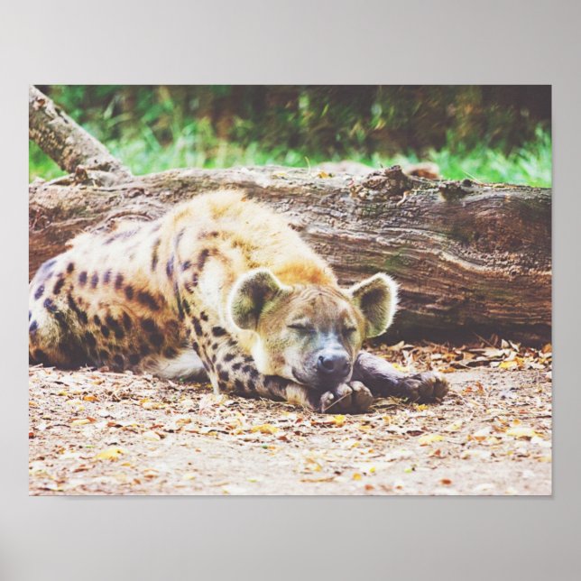 Sleeping Hyena, Wildlife Photography Poster (Front)
