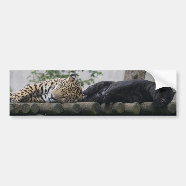 Sleeping Jaguars Bumper Sticker (Front)
