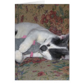 Sleeping Kitten (Front)