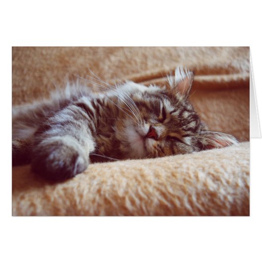 Sleeping Kitten Cards (Front Horizontal)
