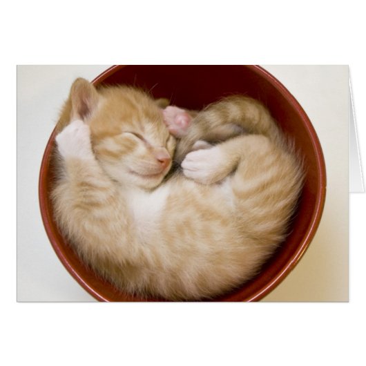 Sleeping Kitten Cards (Front Horizontal)