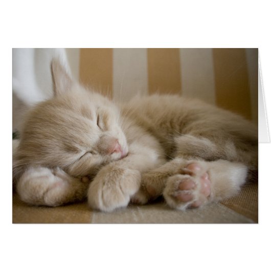 Sleeping Kitten Cards (Front Horizontal)