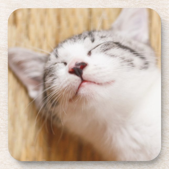 Sleeping Kitten Drink Coaster (Front)