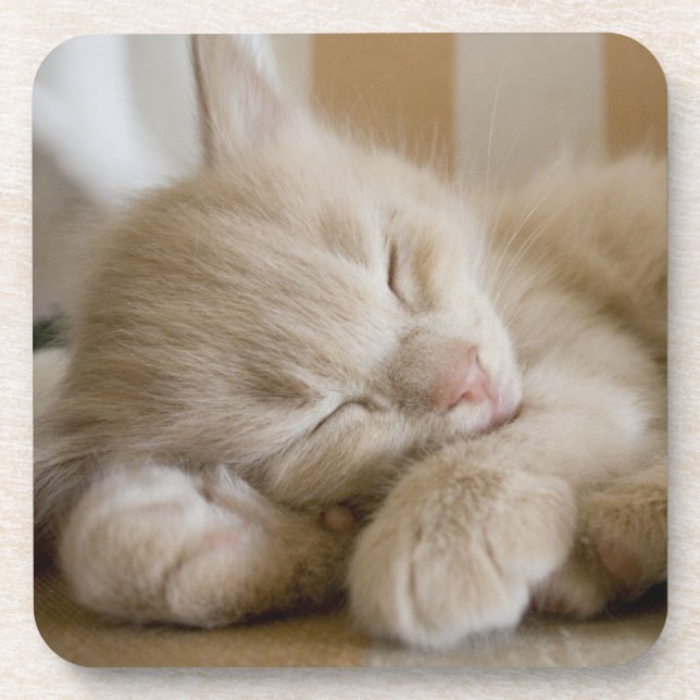 Sleeping Kitten Drink Coaster (Front)