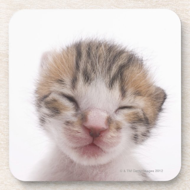 Sleeping kitten drink coaster (Front)
