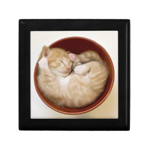 Sleeping Kitten Gift Box
