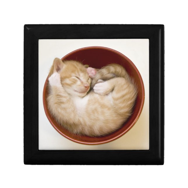 Sleeping Kitten Gift Box (Front)