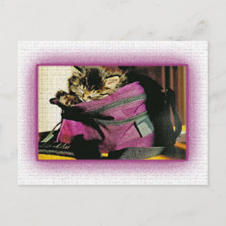 Sleeping Kitten In A Burgundy Purse Postcard