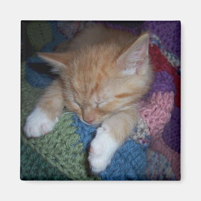 Sleeping Kitten Magnet (Front)
