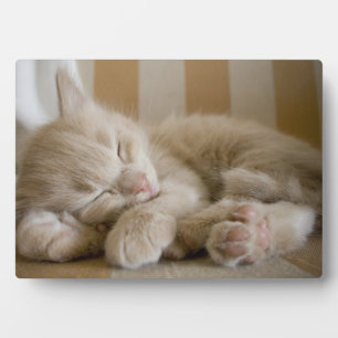 Sleeping Kitten Plaque