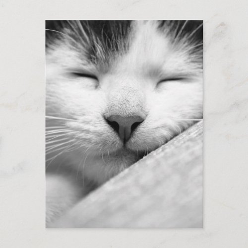 Sleeping Kitten Postcard