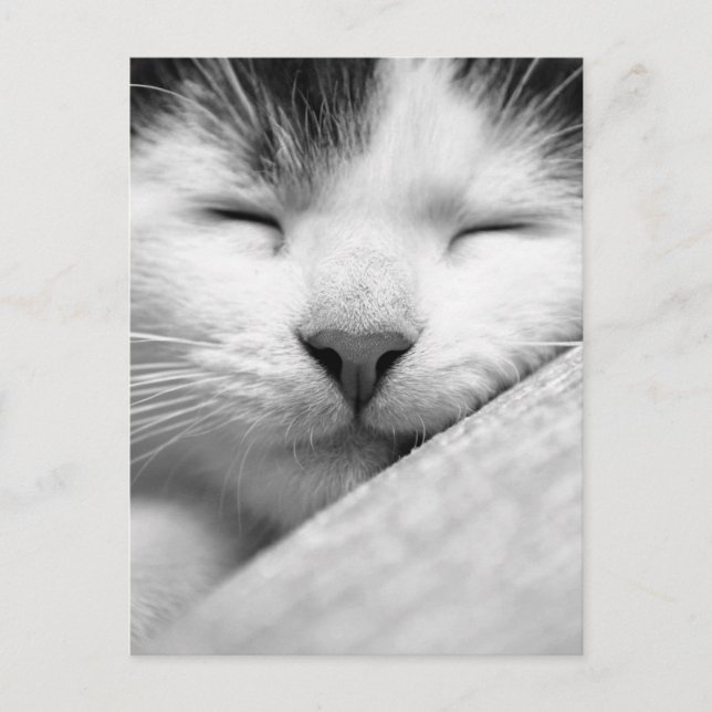 Sleeping Kitten Postcard (Front)