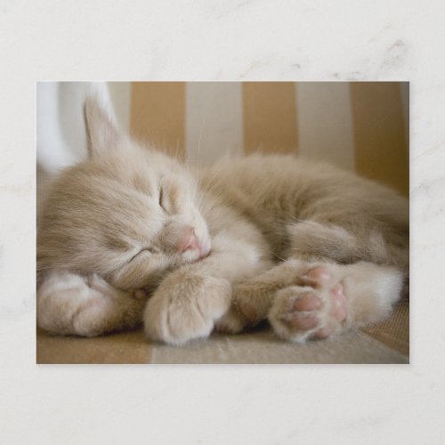 Sleeping Kitten Postcard