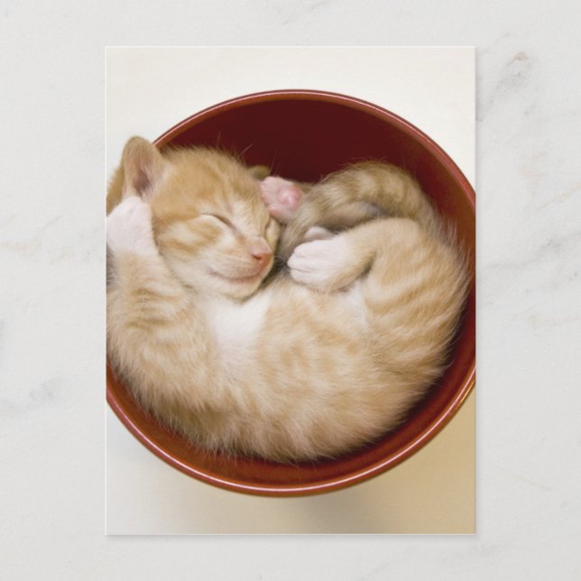 Sleeping Kitten Postcard (Front)