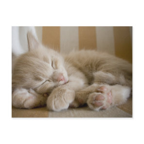 Sleeping Kitten Postcard