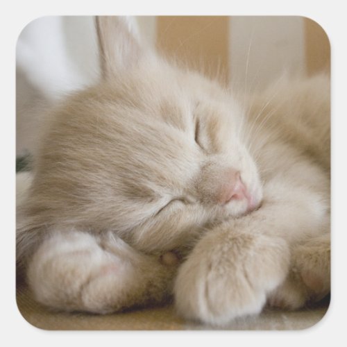 Sleeping Kitten Square Sticker