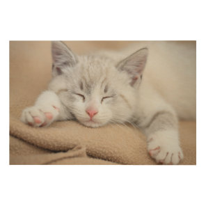 Sleeping Kitten Wood Wall Art