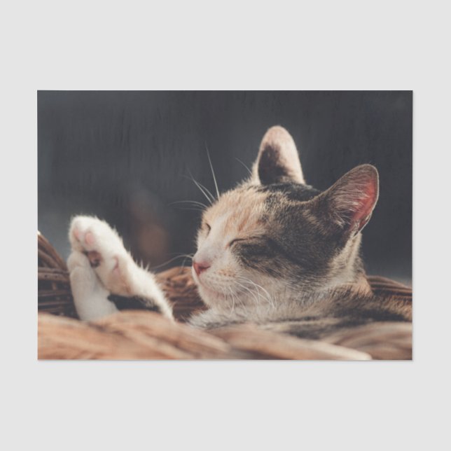 Sleeping Kitty Child's  Tissue Paper (Front)
