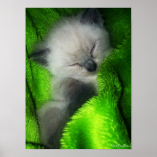 Sleeping Kitty Poster