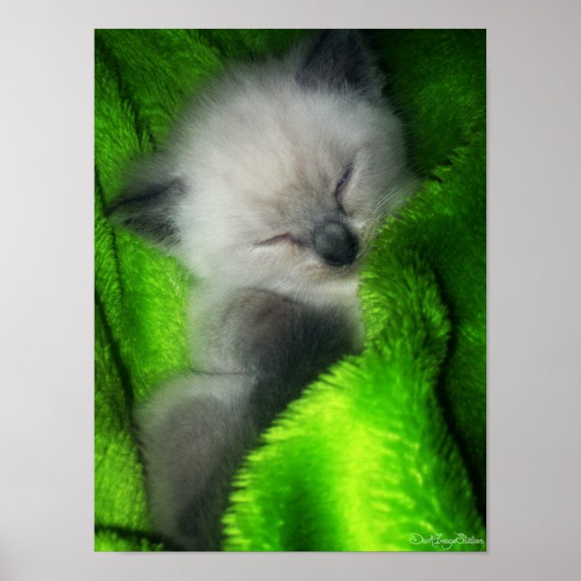 Sleeping Kitty Poster (Front)
