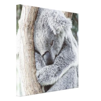 sleeping koala baby canvas print