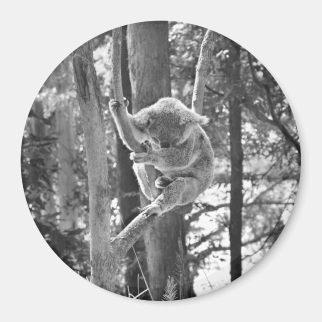 Sleeping Koala Bear ~ Magnet (Front)