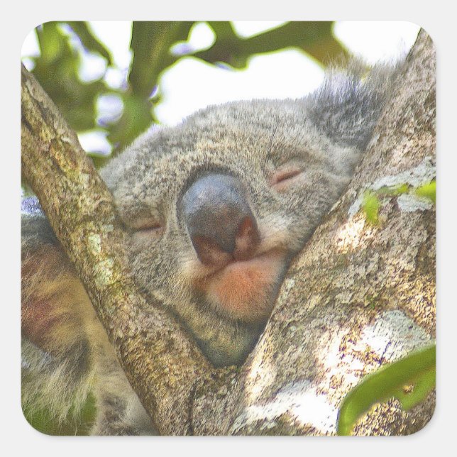 Sleeping Koala Bear Sticker (Front)