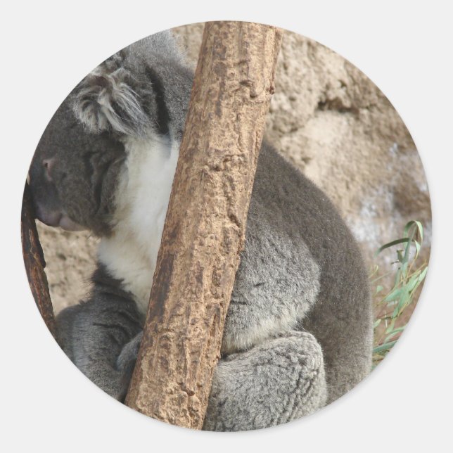 Sleeping Koala Classic Round Sticker (Front)
