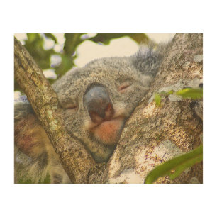 Sleeping Koala Wood Wall Art
