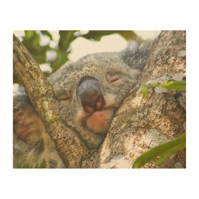 Sleeping Koala Wood Wall Art (Front)