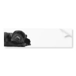 Sleeping Lab Bumper Sticker