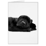 Sleeping Lab Card