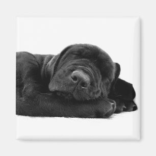 Sleeping Lab Magnet