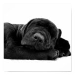 Sleeping Lab Poster Print