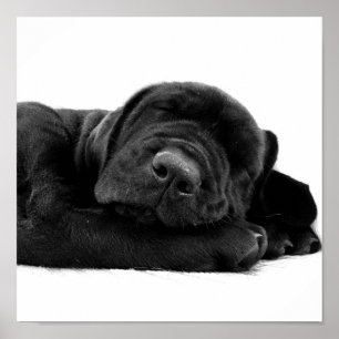 Sleeping Lab Poster Print
