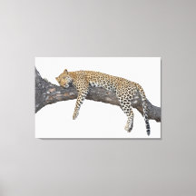Sleeping Leopard