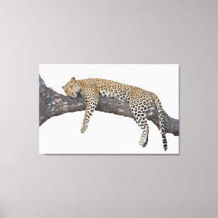 Sleeping Leopard Canvas Print