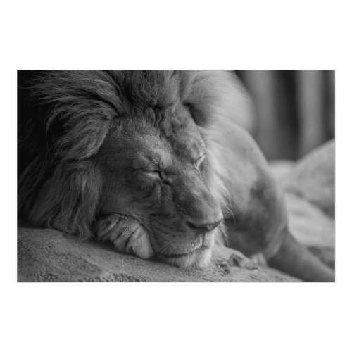 Sleeping Lion Photo Print