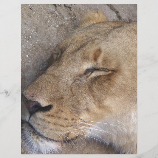 Sleeping Lioness (Front)