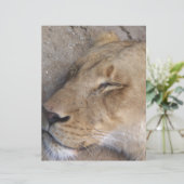Sleeping Lioness (Standing Front)